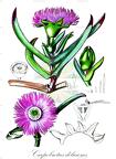 Carpobrotus deliciosus