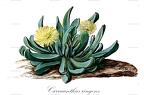 Carruanthus ringens