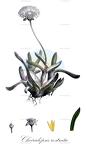 Cheiridopsis rostrata