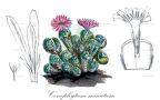 Conophytum minutum