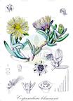 Corpuscularia lehmannii
