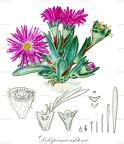 Delosperma ashtonii