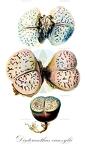 Dinteranthus vanzylii