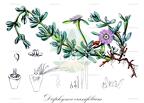 Disphyma crassifolium