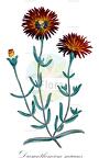 Drosanthemum micans