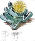 Faucaria tigrina
