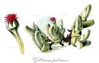 Gibbaeum pubescens