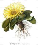 Glottiphyllum depressum