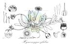 Hymenogyne glabra