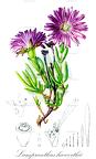 Lampranthus haworthii