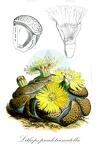 Lithops pseudotruncatella