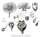 Machairophyllum albidum
