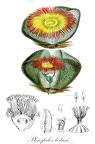 Pleiospilos bolusii