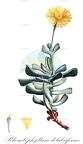 Rhombophyllum dolabriforme