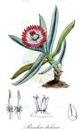 Ruschia dichroa