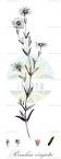 Ruschia virgata