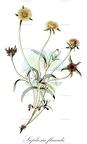 Saphesia flaccida