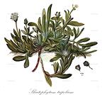 Skiatophytum tripolium