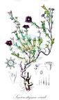 Smicrostigma viride