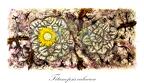 Titanopsis calcarea