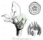 Aizoanthemopsis hispanica