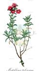 Mestoklema tuberosum