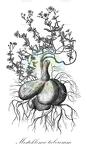 Mestoklema tuberosum