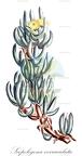 Scopelogena verruculata