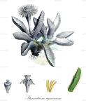 Stomatium agninum