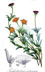 Trichodiadema introrsum