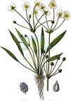 Baldellia ranunculoides