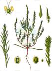 Corispermum marschallii