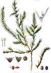 Polycnemum arvense