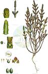 Salicornia europaea