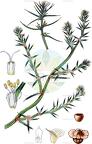 Salsola kali subsp. tragus