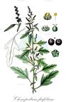 Chenopodium rubrum