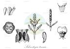 Sclerostegia tenuis