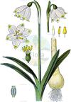 Leucojum vernum