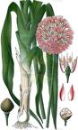 Allium ampeloprasum