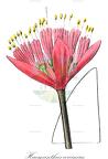 Haemanthus coccineus