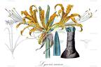 Lycoris aurea