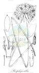 Proiphys alba