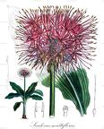 Scadoxus multiflorus