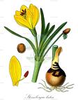 Sternbergia lutea