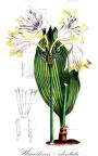 Urceocharis × edentata