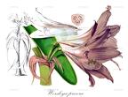 Worsleya procera