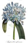 Agapanthus africanus