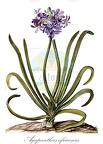 Agapanthus africanus