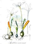 Apodolirion macowanii