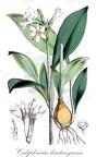 Caliphruria hartwegiana